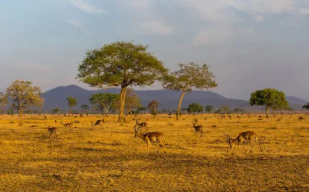 Africa Leads the World in Tourism Growth in 2025