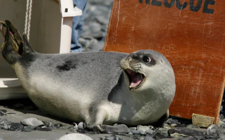 Arctic seals, most bird species on new list of threatened species