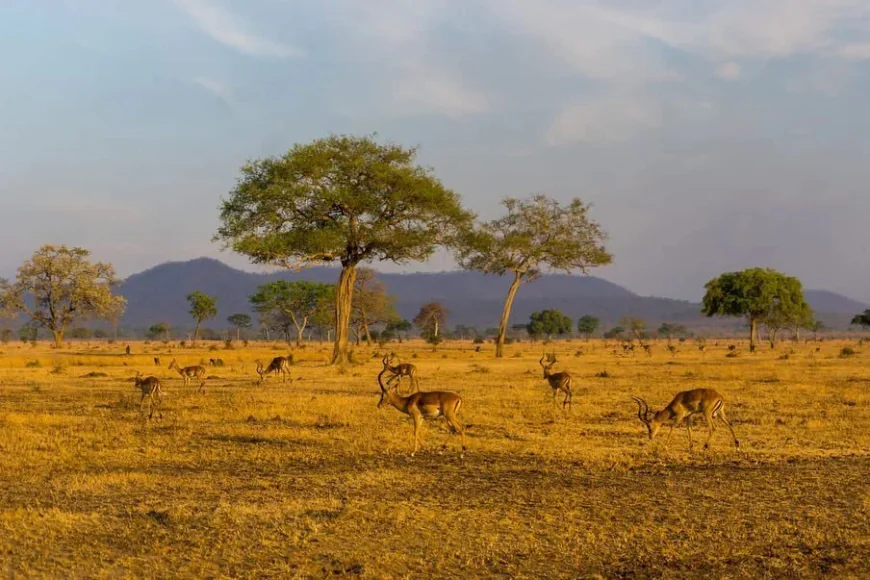 Africa Leads the World in Tourism Growth in 2025